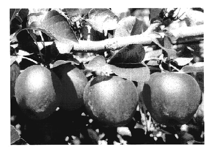 Figure 1 of US plant patent PP19762, the photograph of PremA280 printed in the patent.