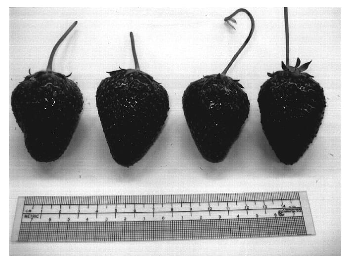 Figure 1 of US plant patent PP19763, the photograph of Galletta printed in the patent.