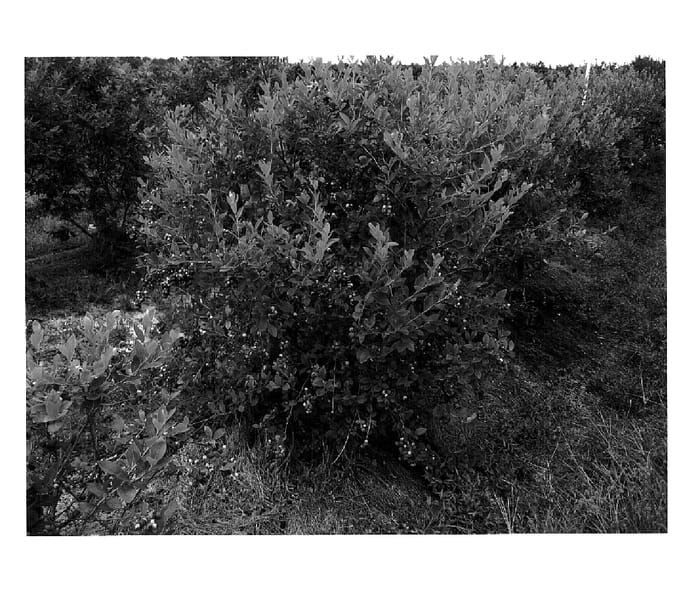 Figure 1 of US plant patent PP19764, the photograph of Beaufort printed in the patent.