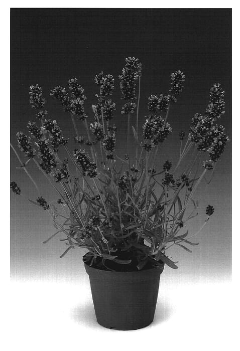 Figure 1 of US plant patent PP19765, the photograph of Lablusa printed in the patent.