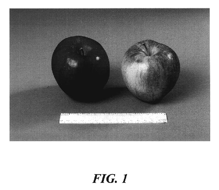 Figure 1 of US plant patent PP19766, the photograph of Dudek printed in the patent.
