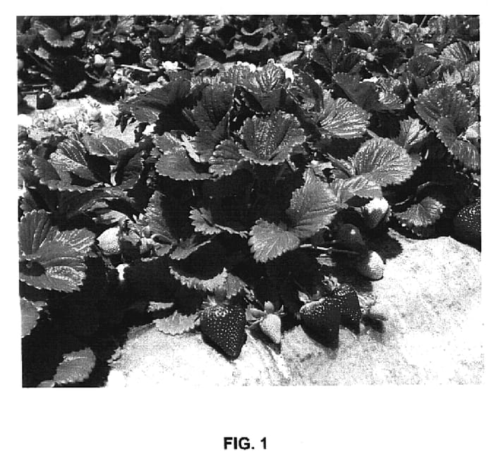 Figure 1 of US plant patent PP19767, the photograph of Monterey printed in the patent.