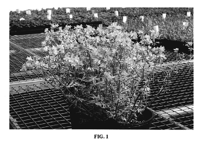 Figure 1 of US plant patent PP19768, the photograph of Touch of Class printed in the patent.