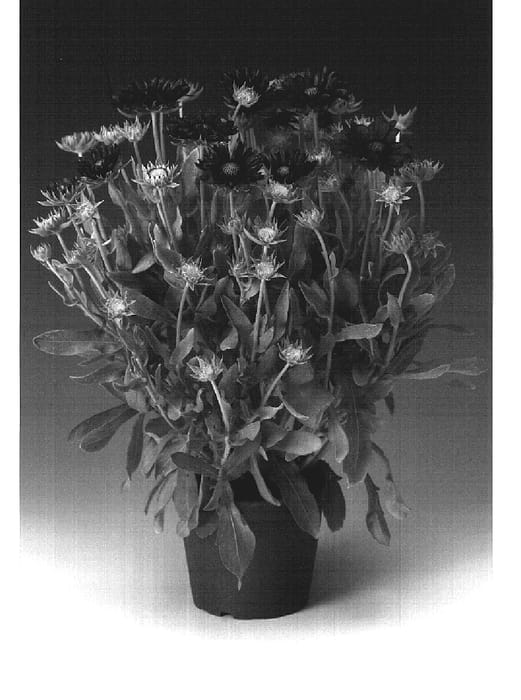 Figure 1 of US plant patent PP19769, the photograph of Granbur printed in the patent.