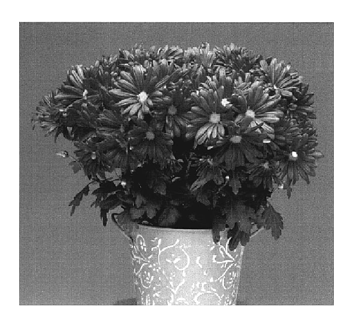 Figure 1 of US plant patent PP19770, the photograph of Currant Yoirvine printed in the patent.