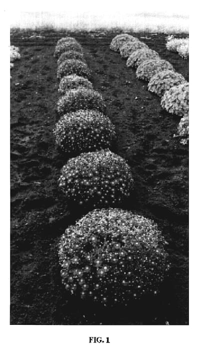 Figure 1 of US plant patent PP19771, the photograph of 00-100-216 printed in the patent.