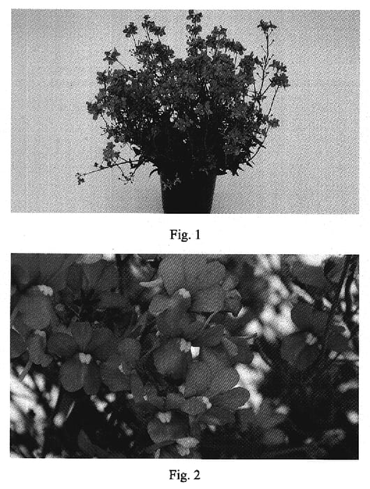 Figure 1 of US plant patent PP19772, the photograph of NAKNEM003 printed in the patent.