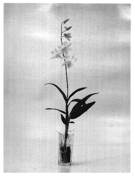 Figure 1 of US plant patent PP19773, the photograph of SPCDW0602 printed in the patent.
