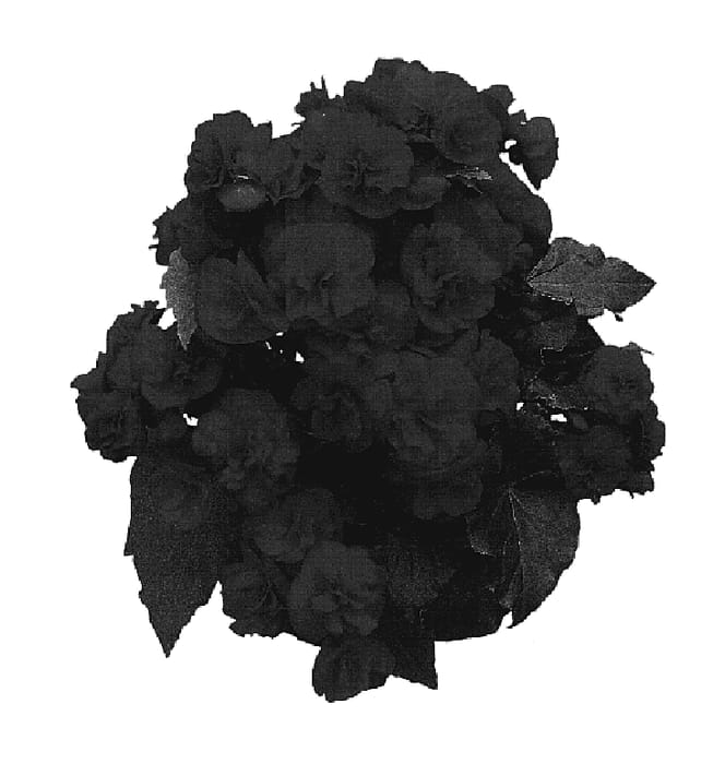 Figure 1 of US plant patent PP19774, the photograph of BBOLY printed in the patent.
