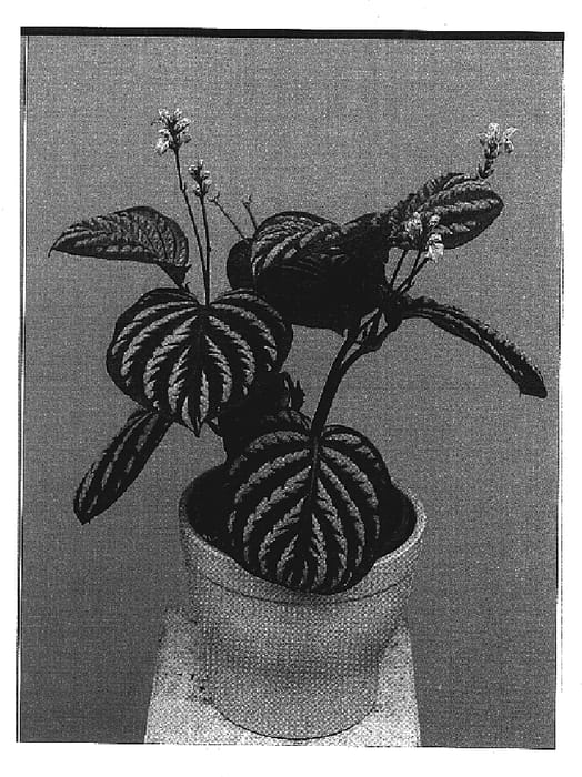 Figure 1 of US plant patent PP19775, the photograph of Zebra printed in the patent.