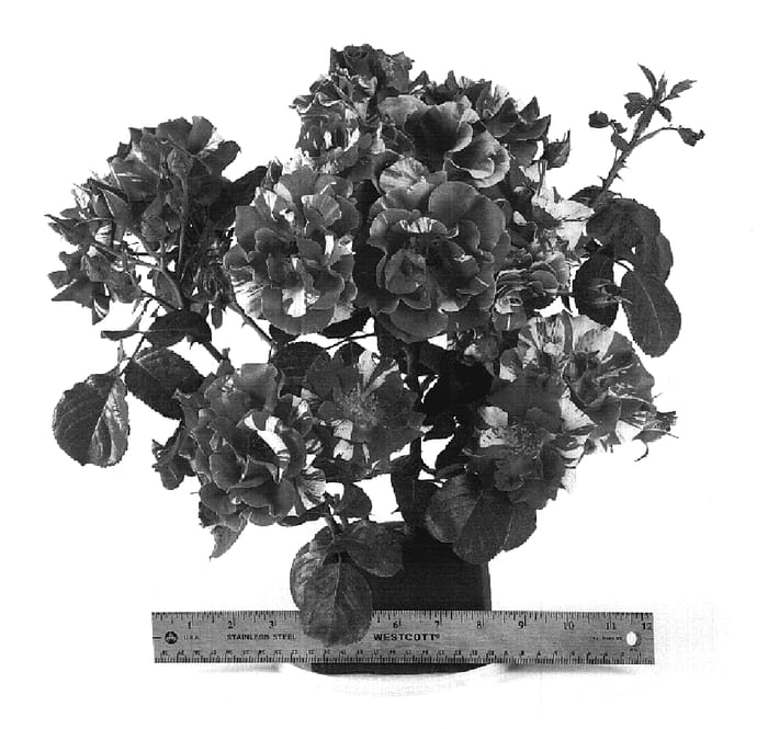 Figure 1 of US plant patent PP19776, the photograph of WEKrosopela printed in the patent.
