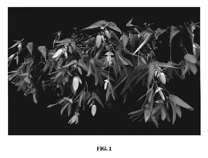 Figure 1 of US plant patent PP19777, the photograph of Yamance printed in the patent.