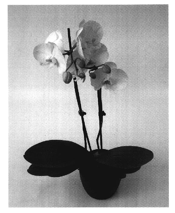 Figure 1 of US plant patent PP19778, the photograph of Ikaria printed in the patent.