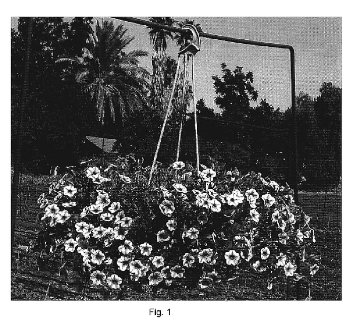 Figure 1 of US plant patent PP19779, the photograph of DANOA35 printed in the patent.