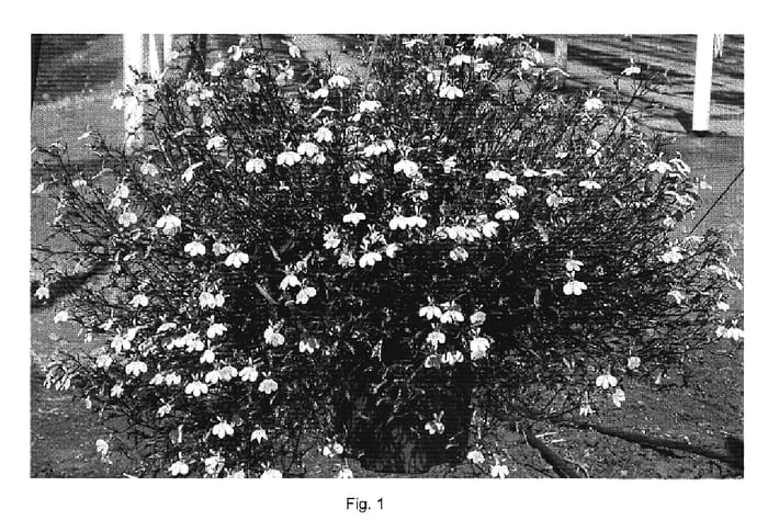 Figure 1 of US plant patent PP19780, the photograph of DANANB3 printed in the patent.