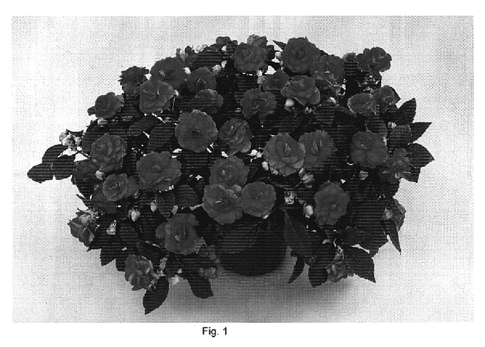 Figure 1 of US plant patent PP19781, the photograph of DANMU24 printed in the patent.