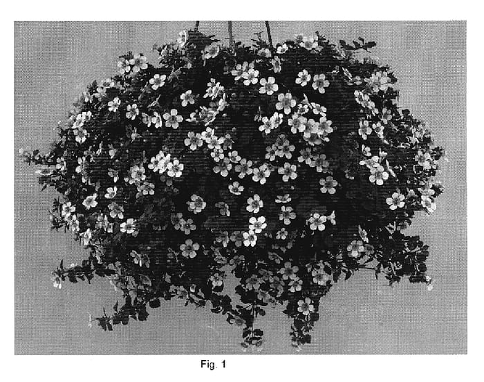 Figure 1 of US plant patent PP19782, the photograph of DANCOP27 printed in the patent.