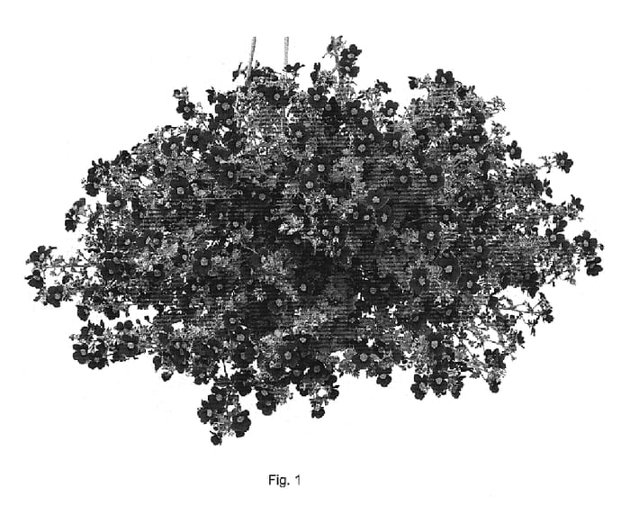 Figure 1 of US plant patent PP19783, the photograph of Danbrit8 printed in the patent.