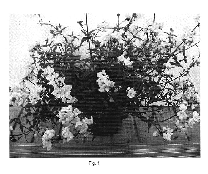 Figure 1 of US plant patent PP19784, the photograph of Dannemes4 printed in the patent.