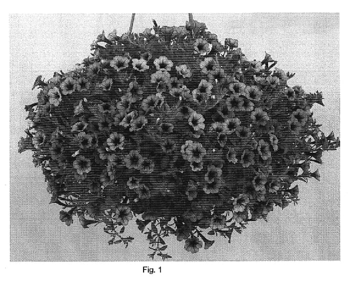 Figure 1 of US plant patent PP19785, the photograph of Danlittun4 printed in the patent.