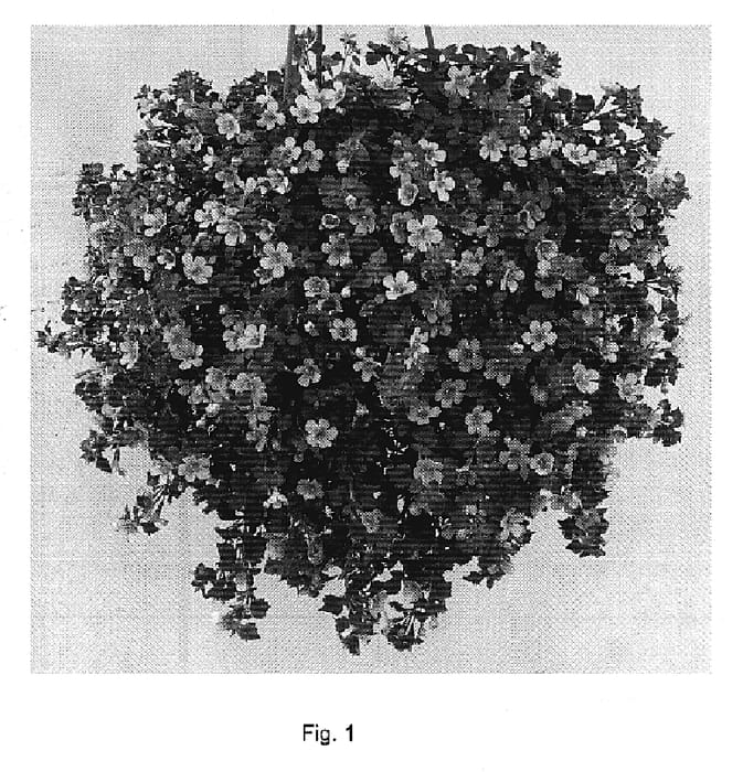 Figure 1 of US plant patent PP19786, the photograph of Dancop26 printed in the patent.