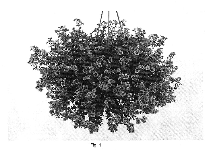 Figure 1 of US plant patent PP19787, the photograph of Danbrit7 printed in the patent.