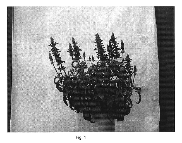 Figure 1 of US plant patent PP19788, the photograph of DANSALFUN1 printed in the patent.