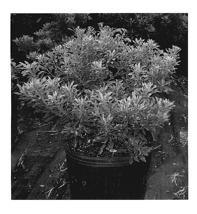 Figure 1 of US plant patent PP19789, the photograph of BTC-1 printed in the patent.