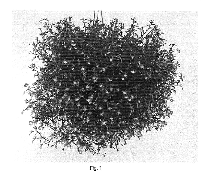 Figure 1 of US plant patent PP19790, the photograph of DANANB6 printed in the patent.