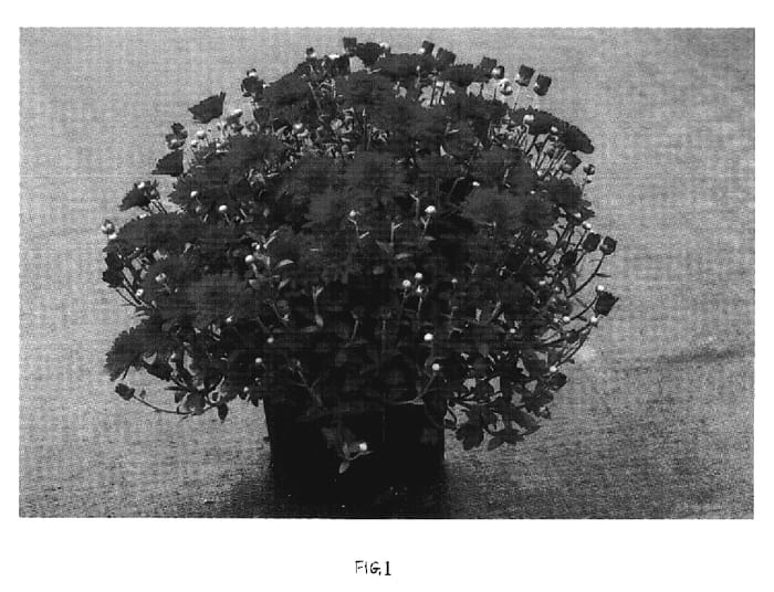 Figure 1 of US plant patent PP19791, the photograph of Zanmufive printed in the patent.