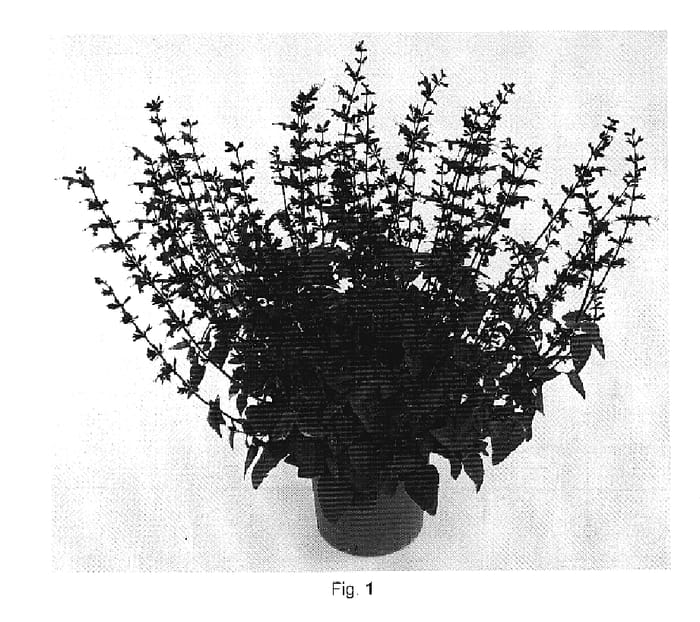 Figure 1 of US plant patent PP19792, the photograph of DANSALCIN1 printed in the patent.