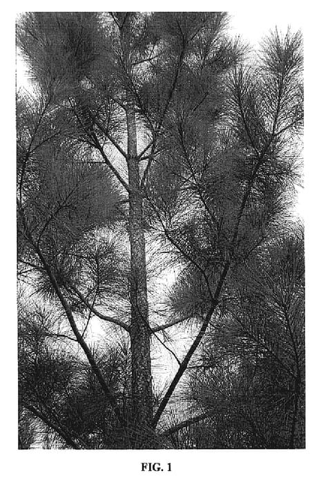 Figure 1 of US plant patent PP19793, the photograph of CF Q7766 printed in the patent.
