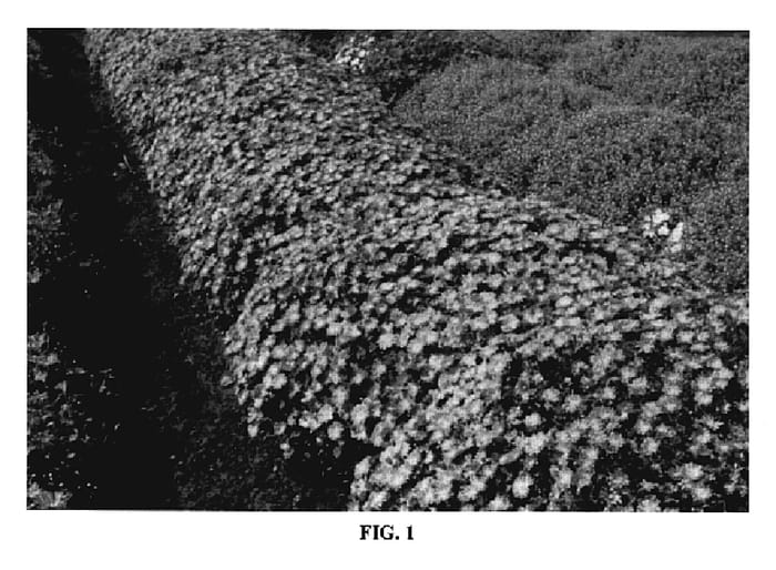 Figure 1 of US plant patent PP19795, the photograph of 01-127-1 printed in the patent.