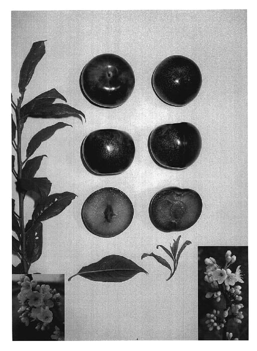 Figure 1 of US plant patent PP19796, the photograph of Plumsweet XI printed in the patent.
