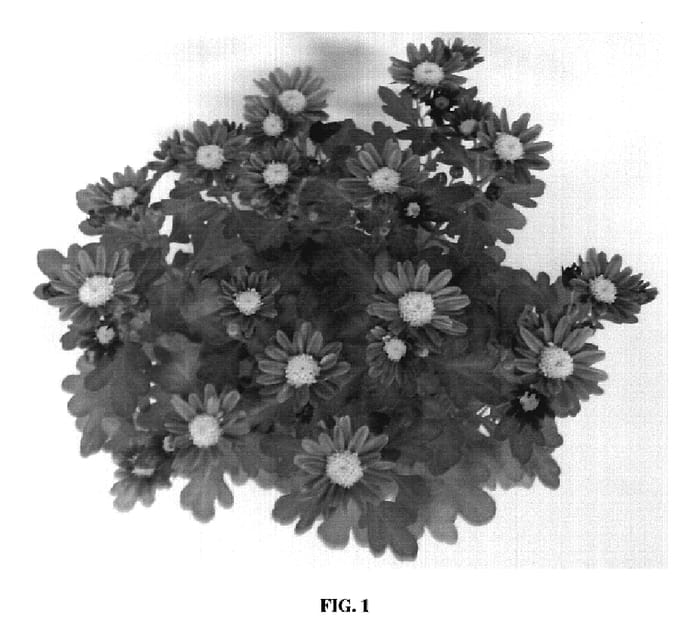 Figure 1 of US plant patent PP19797, the photograph of Power Purple printed in the patent.