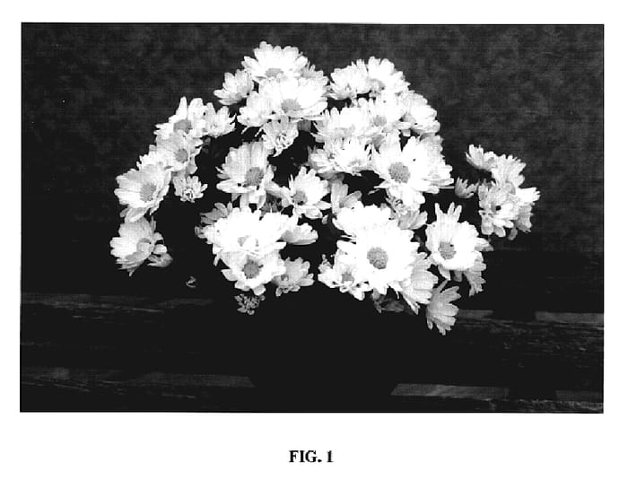 Figure 1 of US plant patent PP19798, the photograph of Power White printed in the patent.