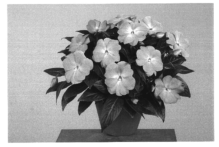 Figure 1 of US plant patent PP19799, the photograph of Fisupnic Orlav printed in the patent.