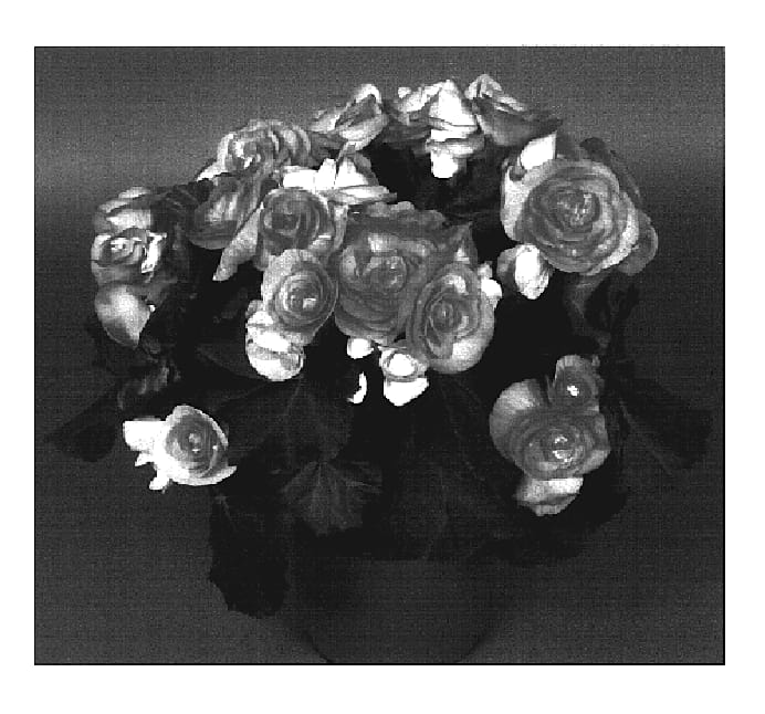 Figure 1 of US plant patent PP19800, the photograph of BBTAM printed in the patent.