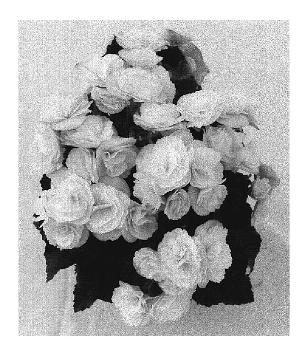 Figure 1 of US plant patent PP19801, the photograph of BBVOLFU printed in the patent.