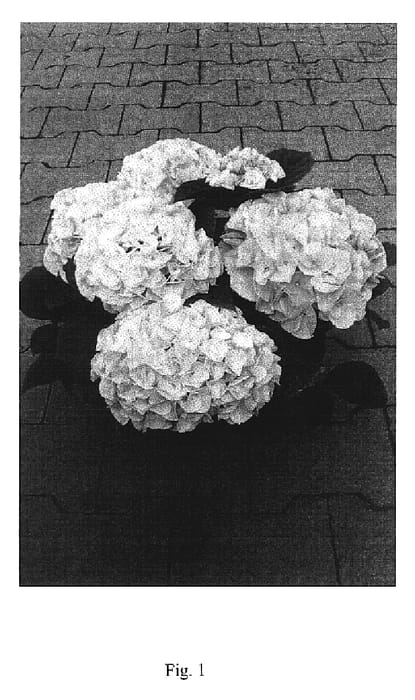 Figure 1 of US plant patent PP19802, the photograph of Horsonn printed in the patent.