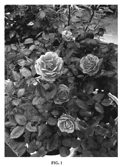Figure 1 of US plant patent PP19803, the photograph of Radral printed in the patent.