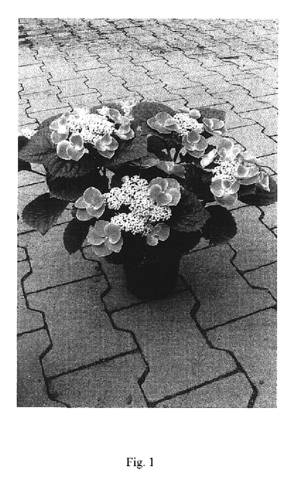 Figure 1 of US plant patent PP19804, the photograph of Horlau printed in the patent.
