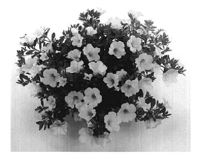 Figure 1 of US plant patent PP19805, the photograph of Filindura White printed in the patent.