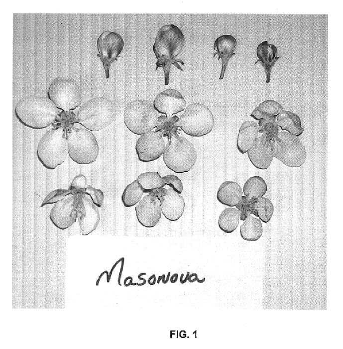 Figure 1 of US plant patent PP19806, the photograph of Masonova printed in the patent.