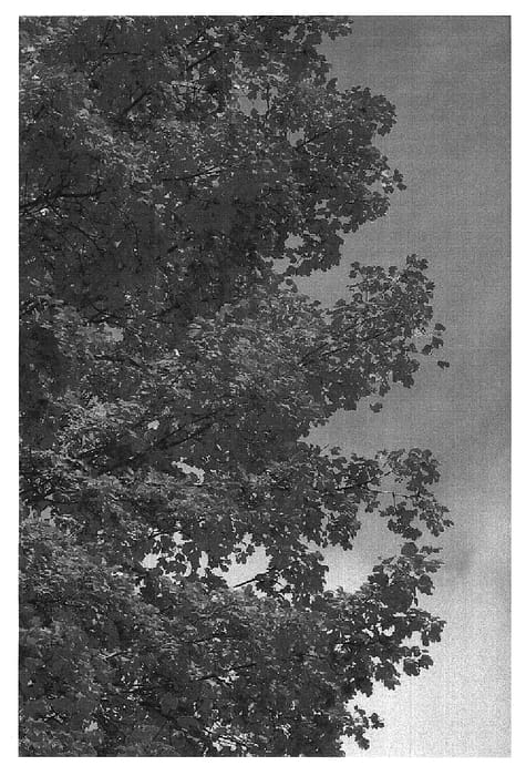 Figure 1 of US plant patent PP19807, the photograph of Sandersville printed in the patent.