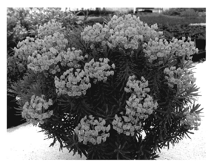 Figure 1 of US plant patent PP19808, the photograph of Shorty printed in the patent.