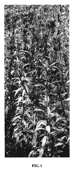 Figure 1 of US plant patent PP19809, the photograph of magic purple printed in the patent.