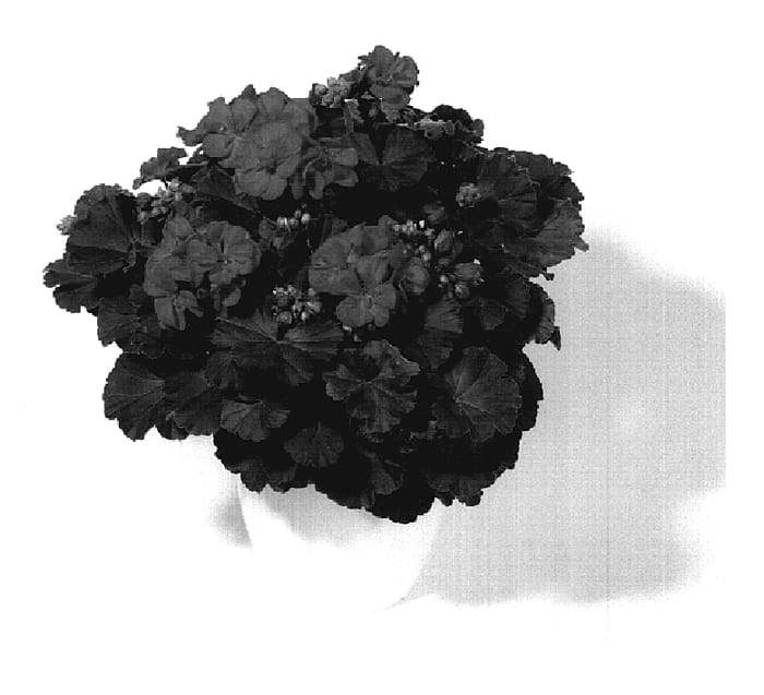 Figure 1 of US plant patent PP19810, the photograph of KLEPZO7200 printed in the patent.