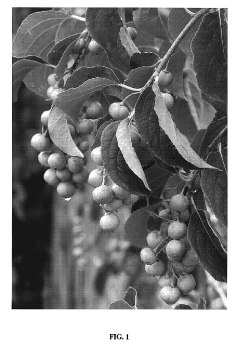 Figure 1 of US plant patent PP19811, the photograph of Bailumn printed in the patent.