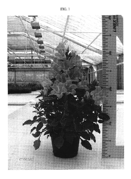 Figure 1 of US plant patent PP19812, the photograph of PKMFOR168 printed in the patent.